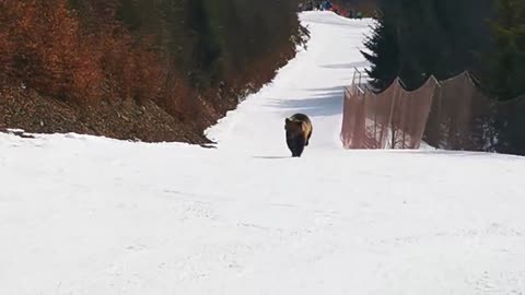 Skiing with the bear on the slope - 9 Martie 2021, Partia Cocosul Predeal Romania, by Mister Fox