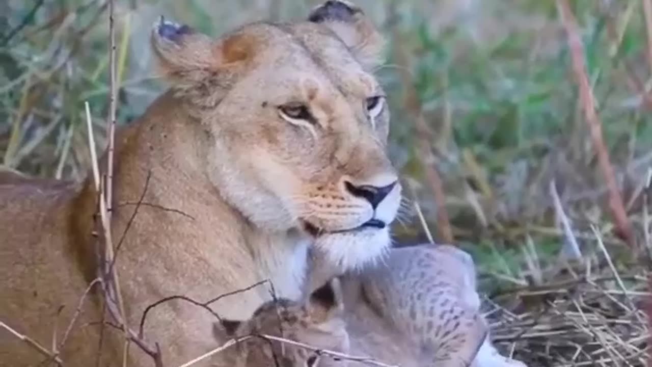 Wild animals picture lion picture , cute baby lion