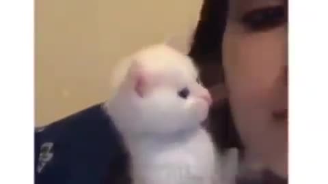 Милый котёнок