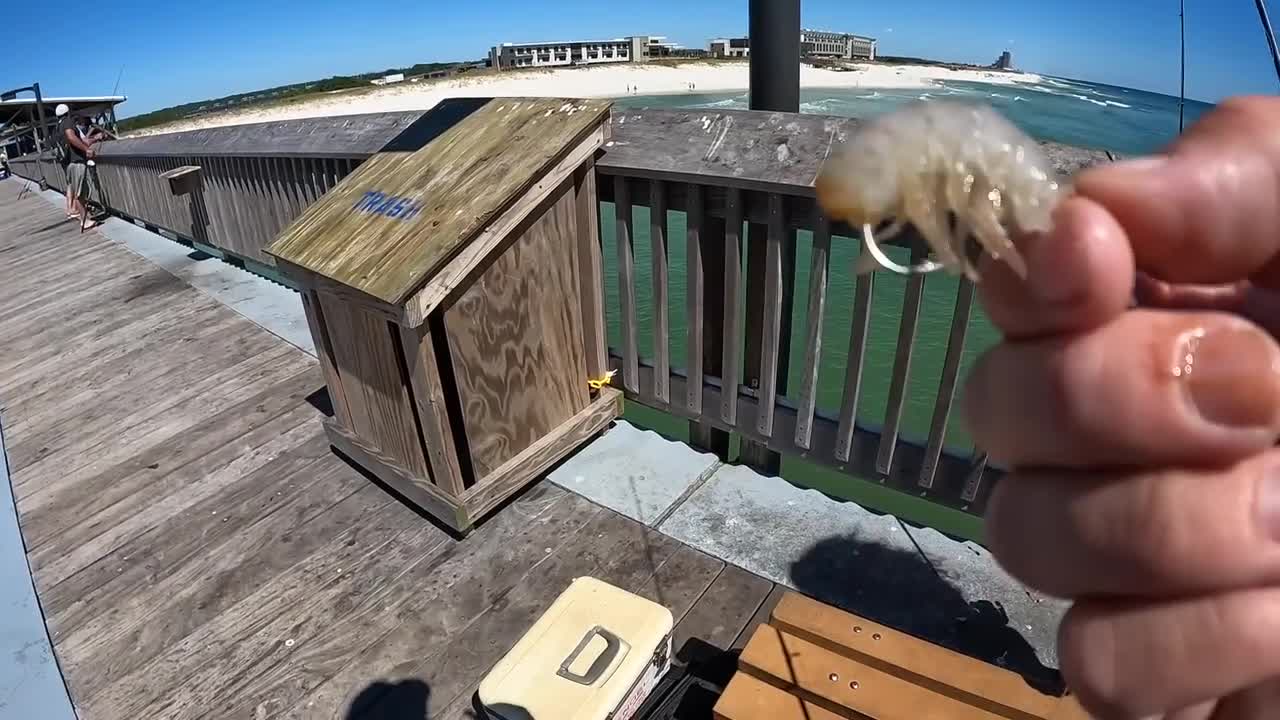 Saltwater PIER FISHING with Shrimp!