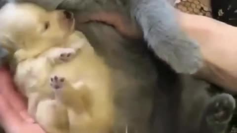 Hey one in a Million love cat 😻💖🐶 Cute kitten hugs puppy