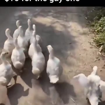 The gay rate. it goes in installments