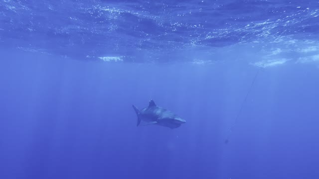 15 foot tiger shark