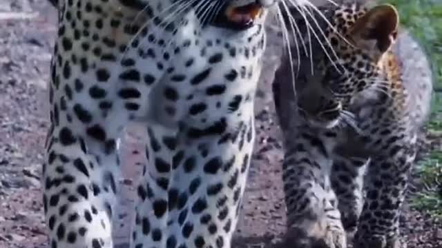 Leopard Animal World