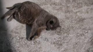 Tiny adoring the sun