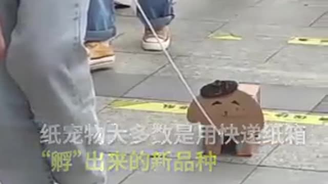 Νέα τάση, τα χάρτινα κατοικίδια ζωάκια που "υιοθετεί" η νεολαία