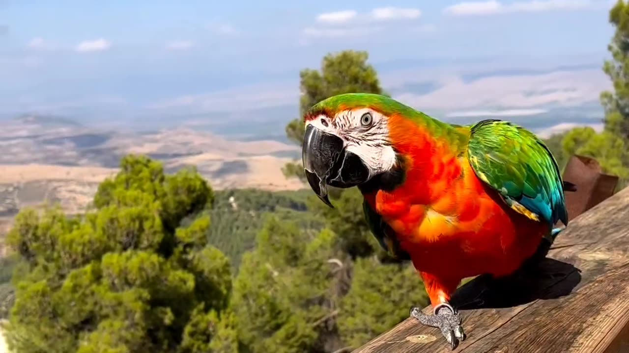 Best dutch casco parrot