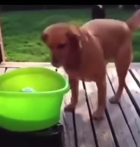 Dog plays catch with machine