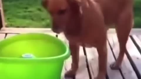 Dog plays catch with machine