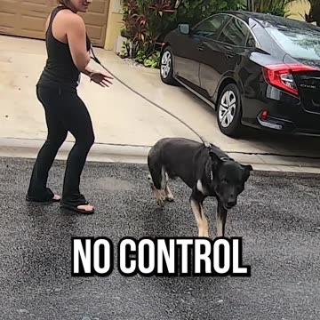 Top 3 Things Professional Dog Trainers HATE To See