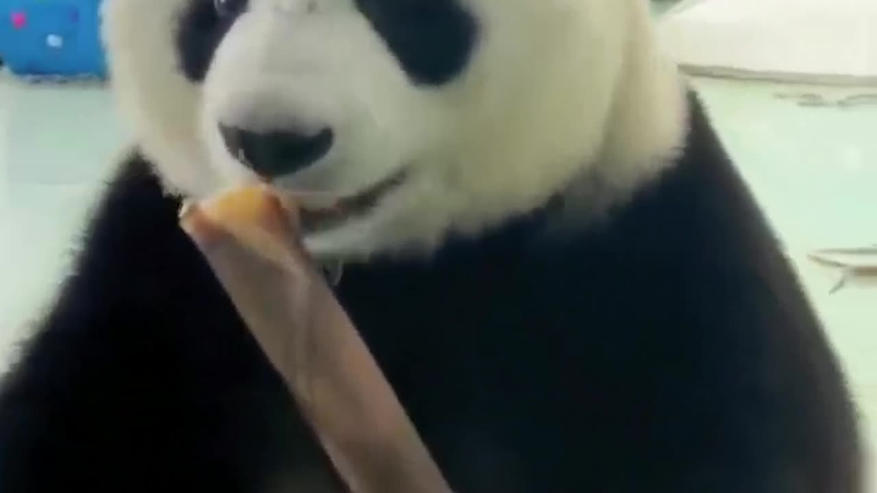 Record the daily life of giant pandas