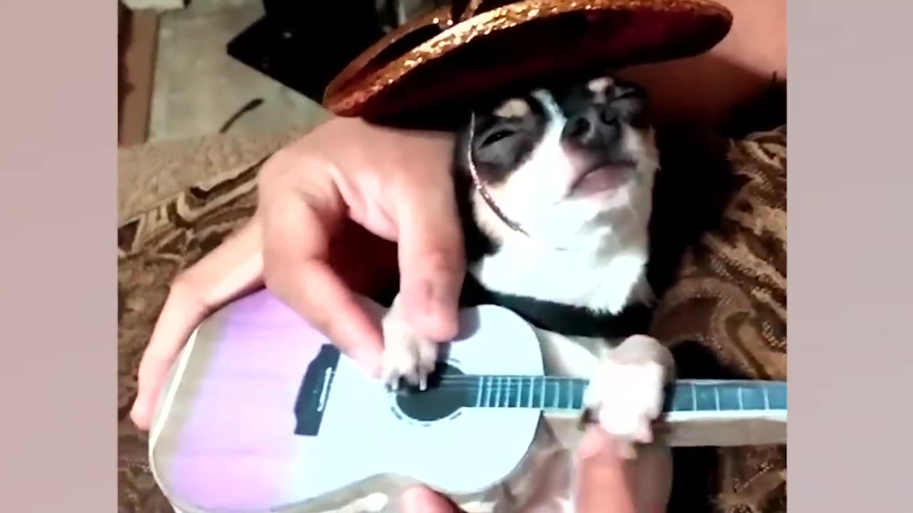 100 Funny Chihuahua Videos /Try Not To Laugh Challenge /That Pet Life
