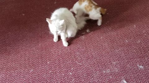 Cute kittens playing with White persian cat