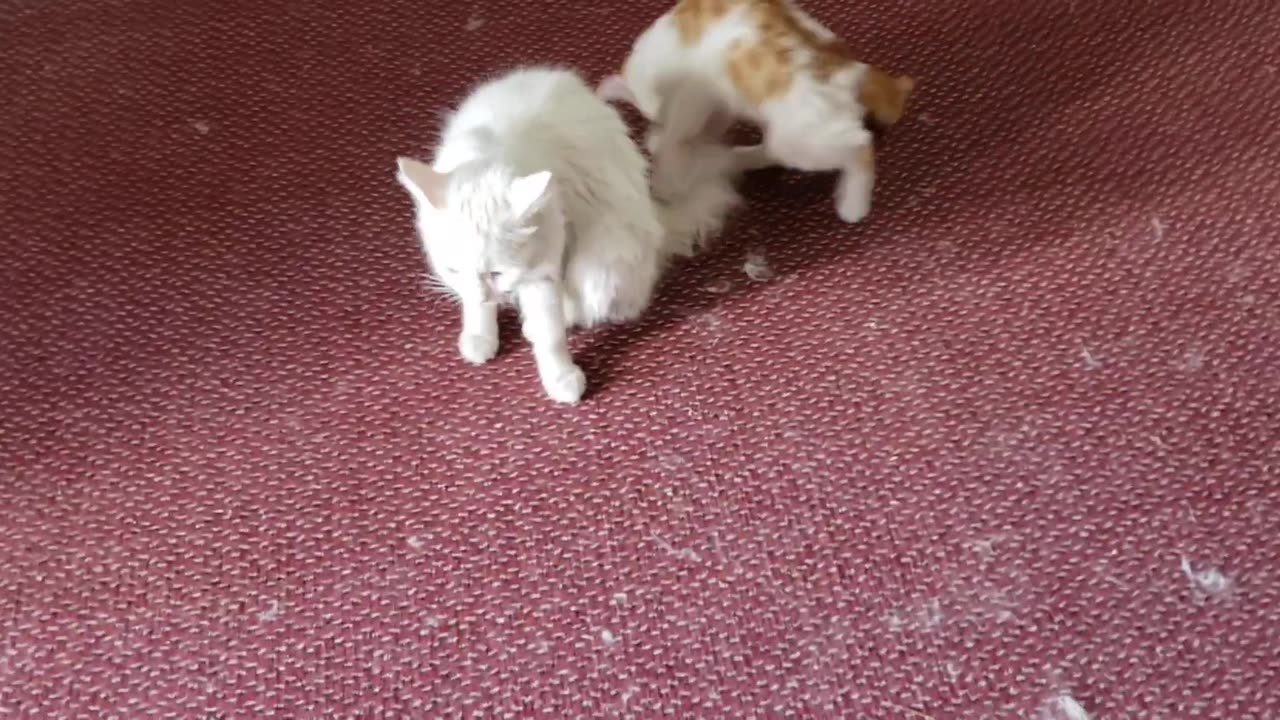 Cute kittens playing with White persian cat