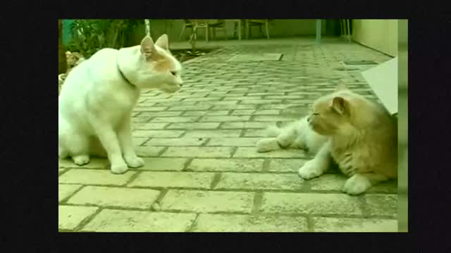 The cat talk to is other but how!!!!!