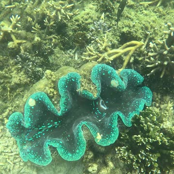 Snorkeling Adventures Philippines, Giant clams and coral. Giant clams are amazing and beautiful!