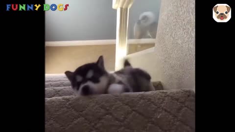 Funny dogs_ Dog falling down stairs compilation