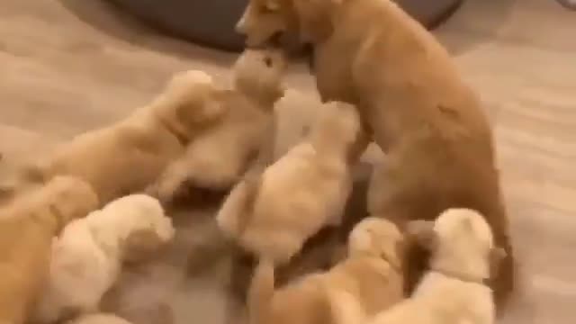 Funny dog moment's 😀🤣😀 #funnydogs