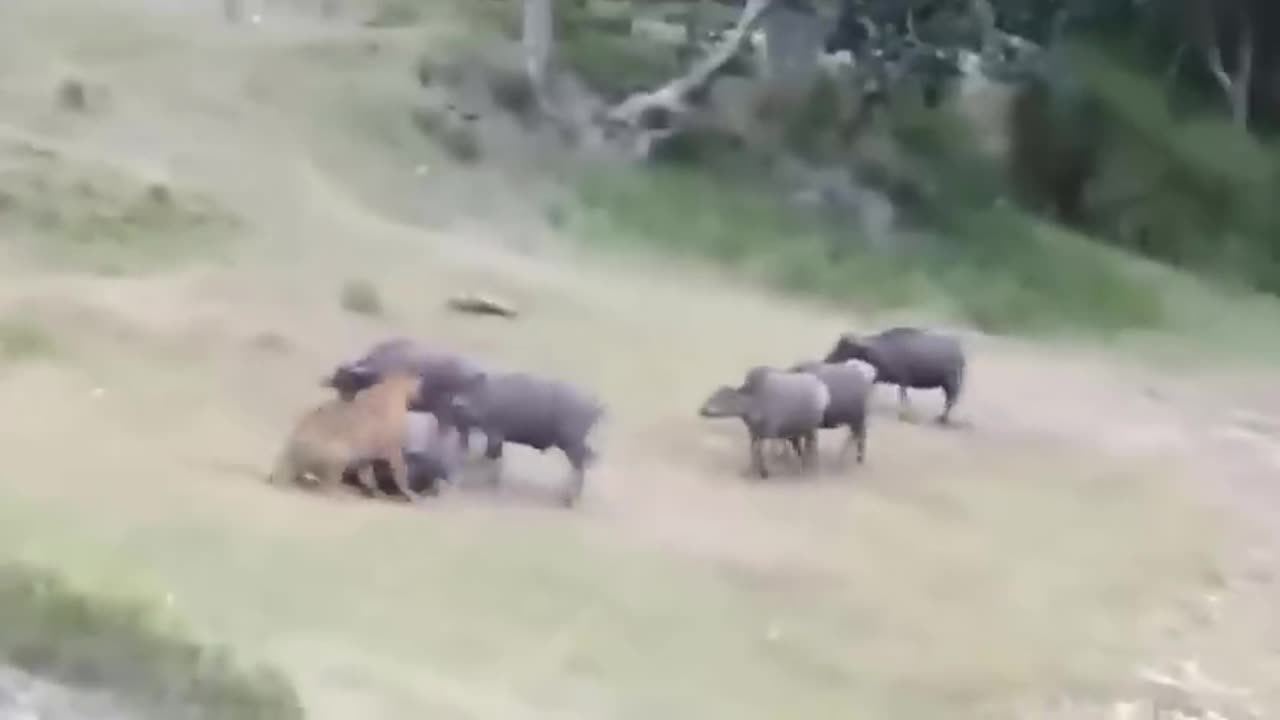 Buffalo Boss: Leader Risks All to Save Herd From Tiger Terror! (Nature's Epic Rescue)