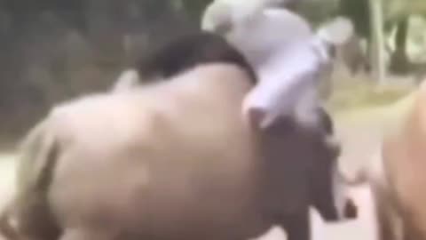 Skater vs Wildlife