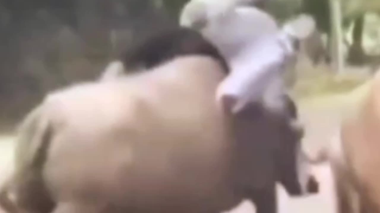 Skater vs Wildlife