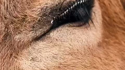 cute cow having relaxation😊😊