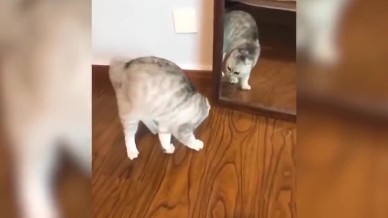 Cat getting scared compilation