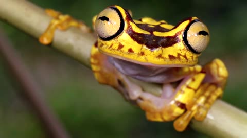 Jolly Froggy Joy: 🐸🎄 Spreading Christmas Ribbits!