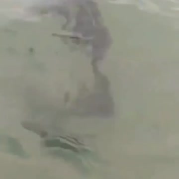 Alien ocultandose bajo el agua.