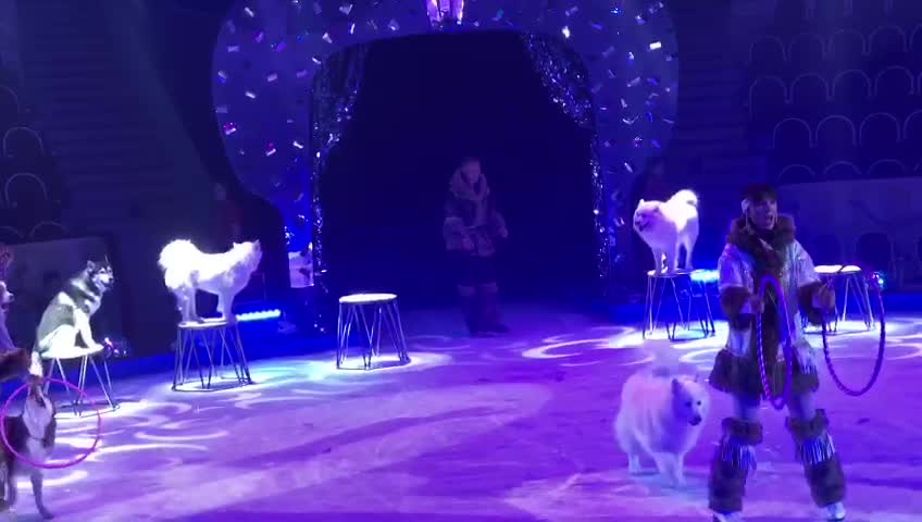 A large number of dogs perform tricks