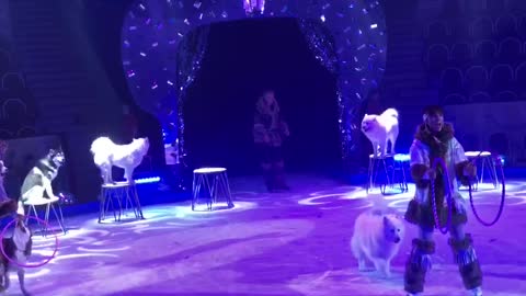 A large number of dogs perform tricks