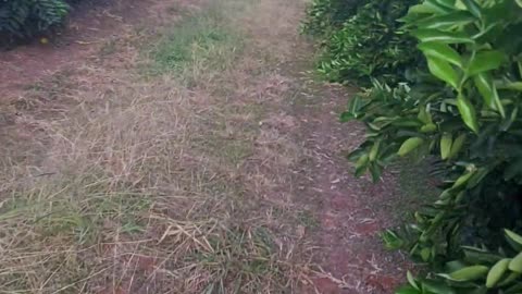 ESTRANHO NO POMAR