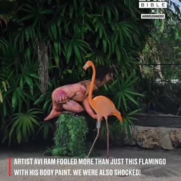 Flamingo confusion