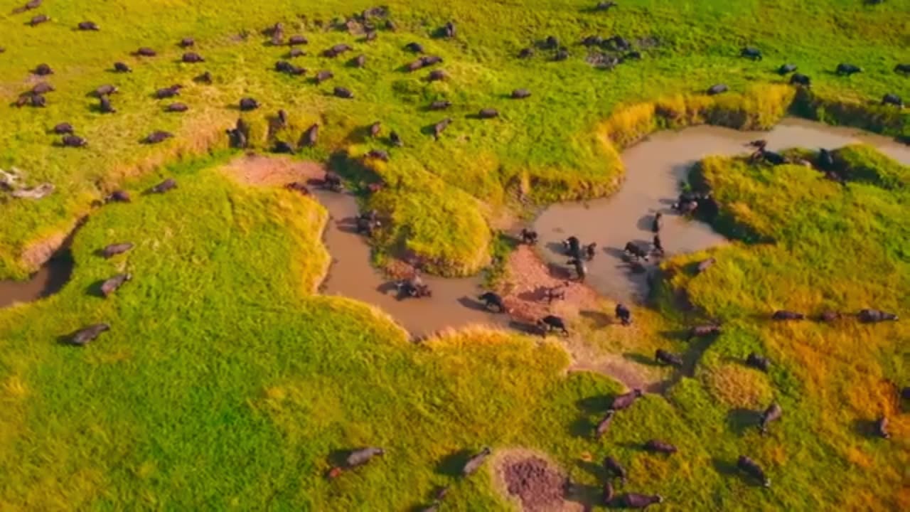 You Won’t Believe the Journey of These Lion Brothers