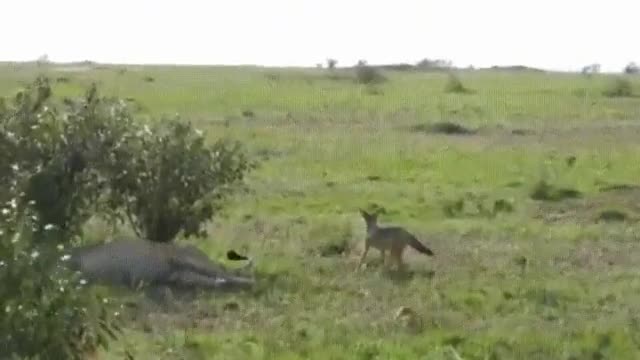 Jackal messing with a Lion | Funny