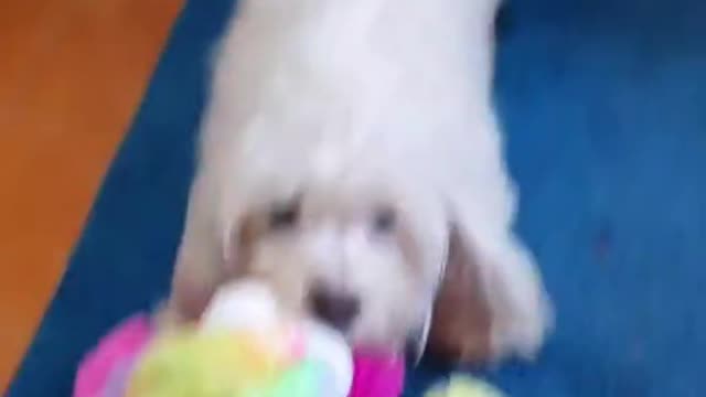 dog and the toy