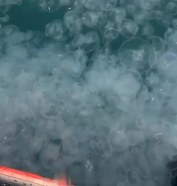 I never liked jelly fish 😱