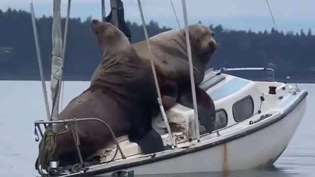 Sealion love riding boat 🛥️🤣😂