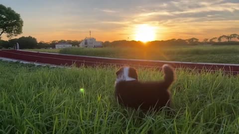 A little dog running on the grass