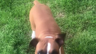 Excited Boxer Dog Eats Dandelion