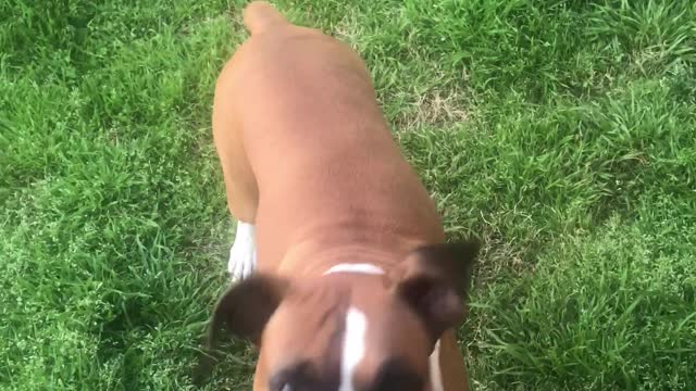 Excited Boxer Dog Eats Dandelion