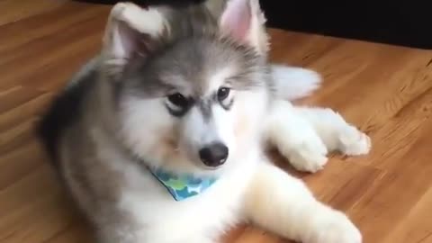 Cute puppy dog