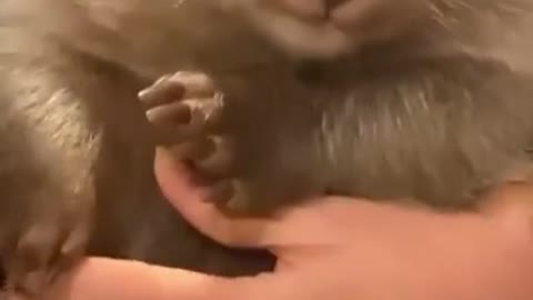 babywombat