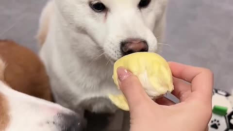 How can there be a puppy who loves to eat durian so much