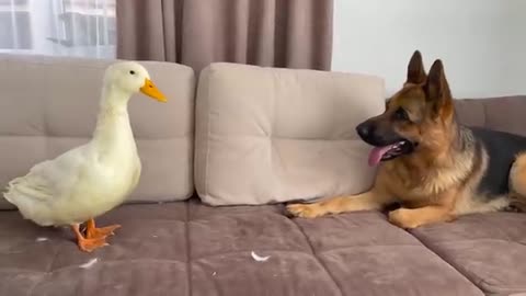 Funny German Shepherd Reaction to Duck