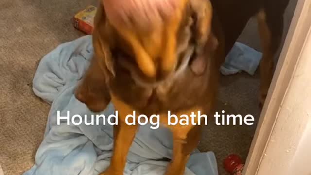 Hound Dog Excited About Bath Time