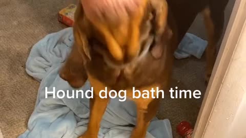 Hound Dog Excited About Bath Time