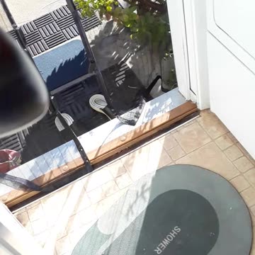 Hey! The cat is going out the house!