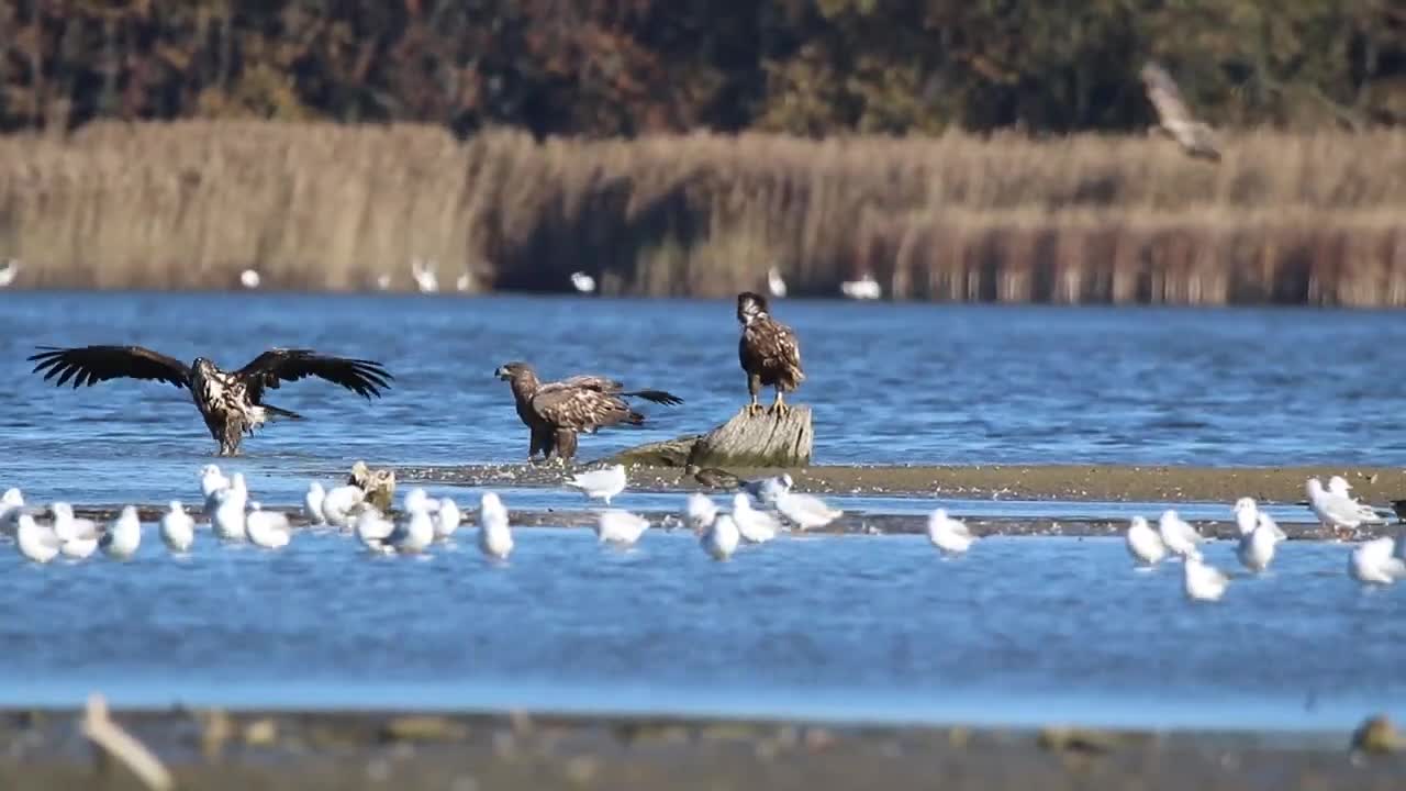 Bieliki „popołudniowa kąpiel”