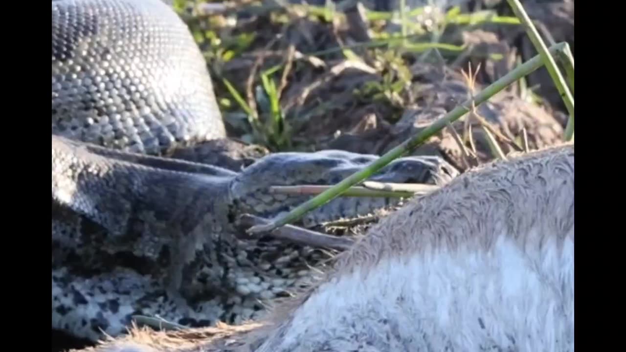 Massive Python on Safari